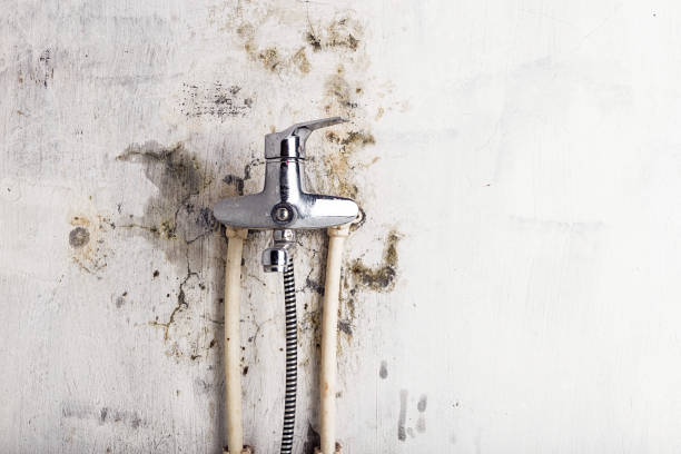 Best Mold Removal Company Near Me  in Dinuba, CA