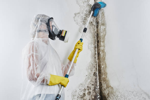 Best Mold Remediation  in Dinuba, CA