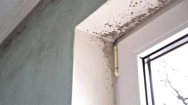 Professional Mold Removal in Dinuba, CA