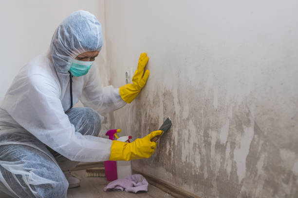 Best Affordable Mold Removal  in Dinuba, CA