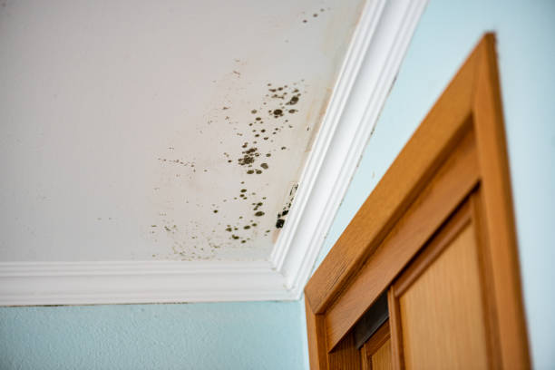 Best Emergency Mold Removal  in Dinuba, CA