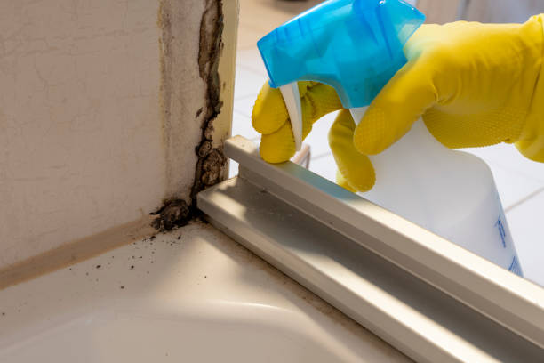 Best Attic Mold Removal  in Dinuba, CA