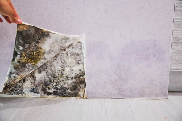 Best Mold Removal Company Near Me  in Dinuba, CA